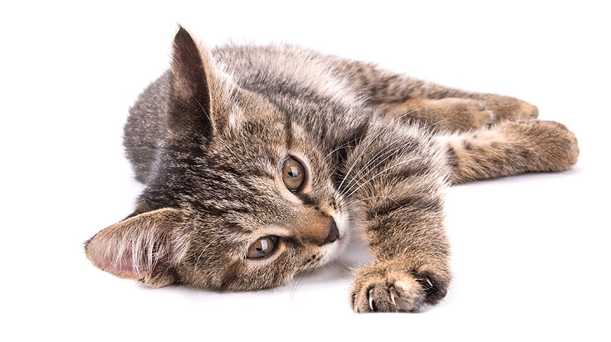 貓咪亂抓家具怎麼辦-拆解5大原因-訓練方法及防抓對策推介